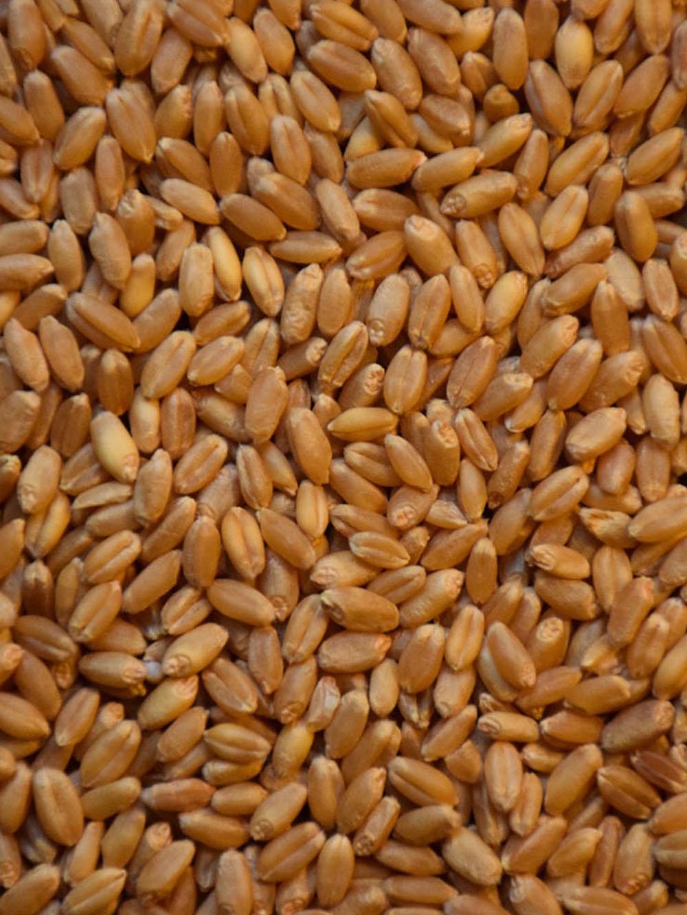 Jerry Hard Red Winter Wheat